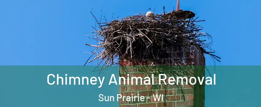 Chimney Animal Removal Sun Prairie - WI