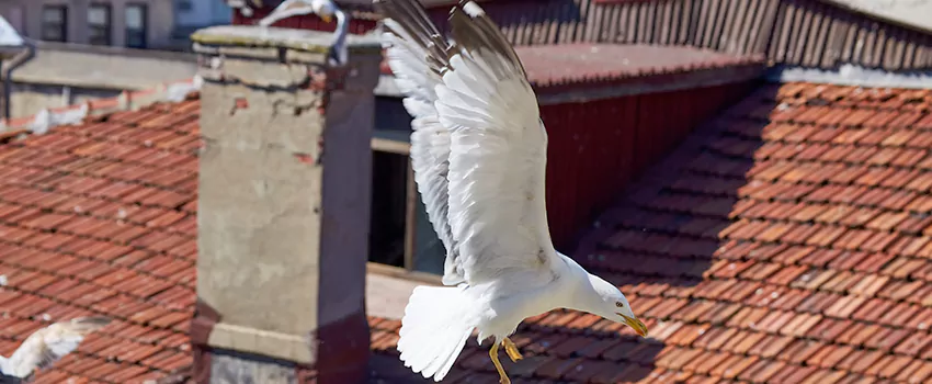 Residential Chimney Animal Removal Solution in Sun Prairie, WI