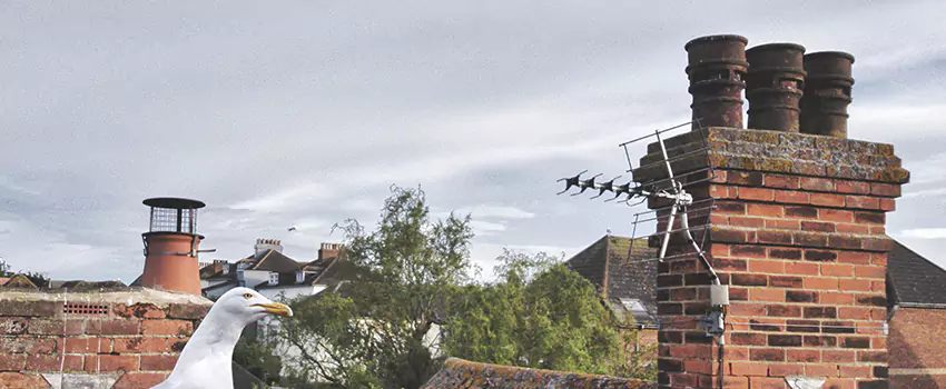 Chimney Cleaning And Restoration in Sun Prairie, Wisconsin